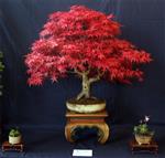 SBA-National Bonsai Exhibition 2014 (27).jpg